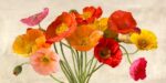 Poppies in Spring