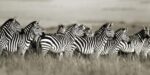 Grant's Zebra, Masai Mara, Kenya