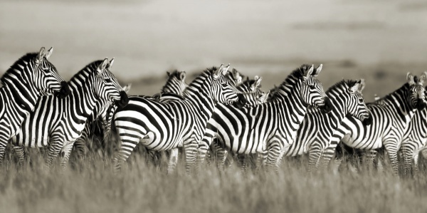 Grant's Zebra, Masai Mara, Kenya