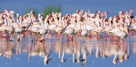 Lesser Flamingo, Lake Nakuru, Kenya