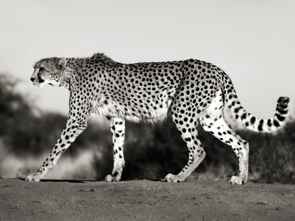Cheetah, Namibia, Africa