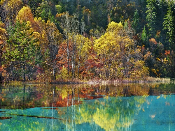 Forest in Autumn Colours, Sichuan, China