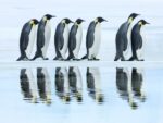 Emperor Penguin Group, Antarctica