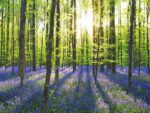 Beech Forest with Bluebells, Belgium