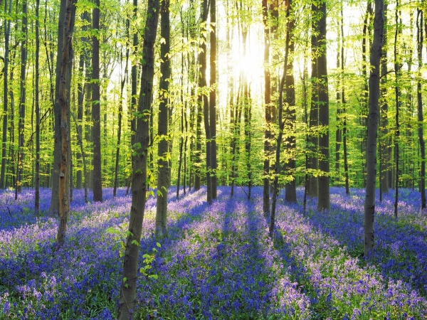 Beech Forest with Bluebells, Belgium