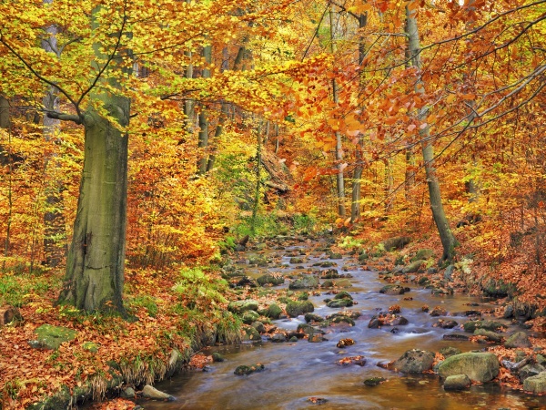 Beech Forest in Autumn, Ilse Valley, Germany
