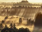 Fog Impression at Sindelbachfilz, Bavaria, Germany