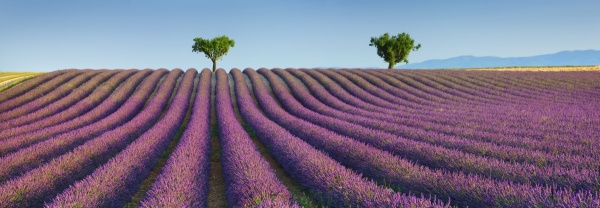 Lavender Field, Provence, France