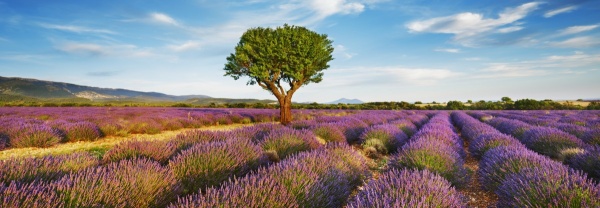 Lavender Field and Almond Tree, Provence, France