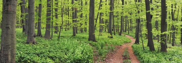 Beech Forest, Germany
