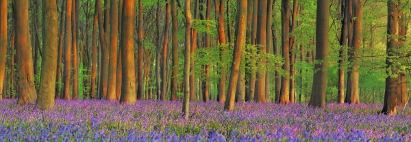 Beech Forest with Bluebells, Hampshire, England