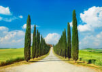 Cypress Alley, San Quirico d'Orcia, Tuscany