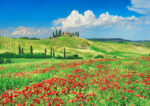 Farmhouse with Cypresses and Poppies, Val d'Orcia, Tuscany
