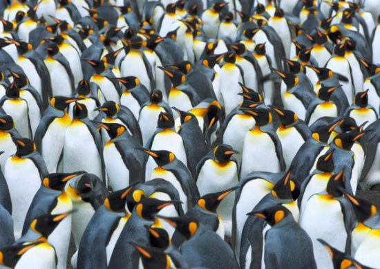King Penguin Colony, Antarctica