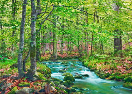 Forest Brook Through Beech Forest, Germany