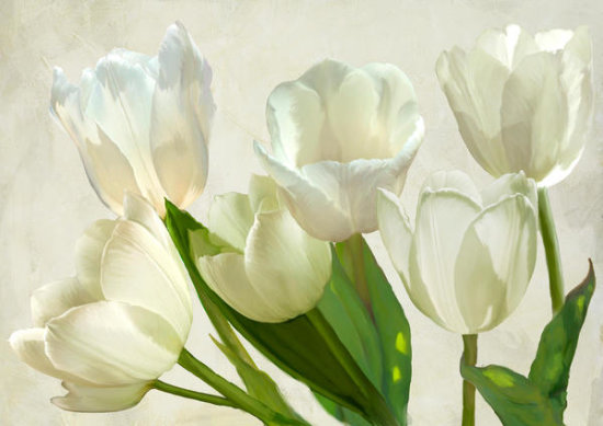 White Tulips