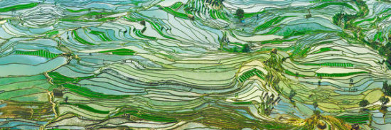 Rice Terraces, Yunnan, China