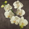 Orchids On a Grey Background I