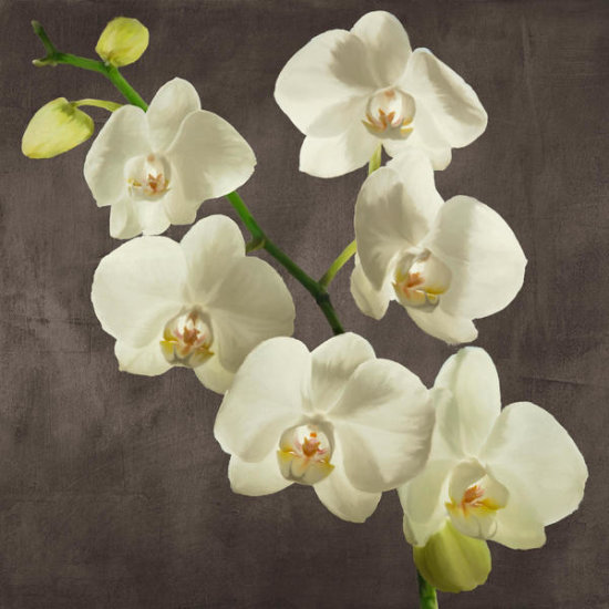Orchids On a Grey Background I