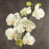Orchids On a Grey Background II