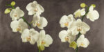 Orchids On a Grey Background