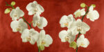 Orchids On a Red Background