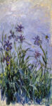 Iris Mauves