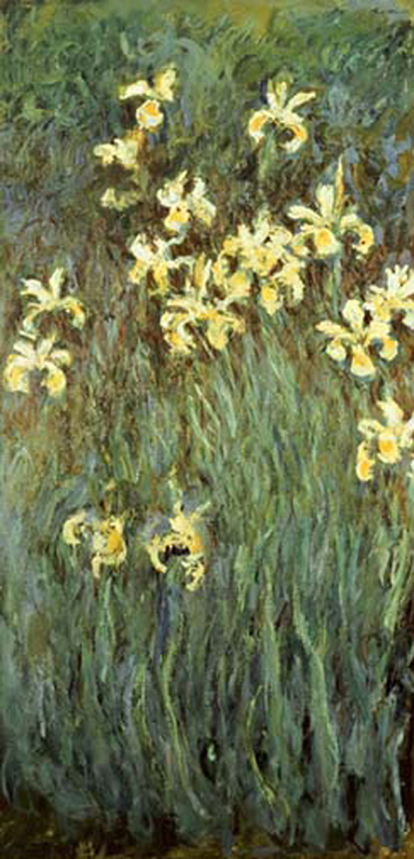 Iris Jaune