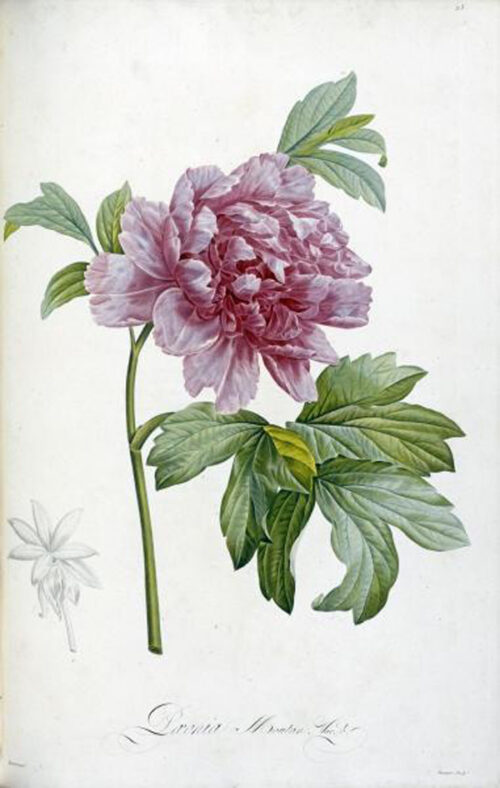 Engraving of a Peony