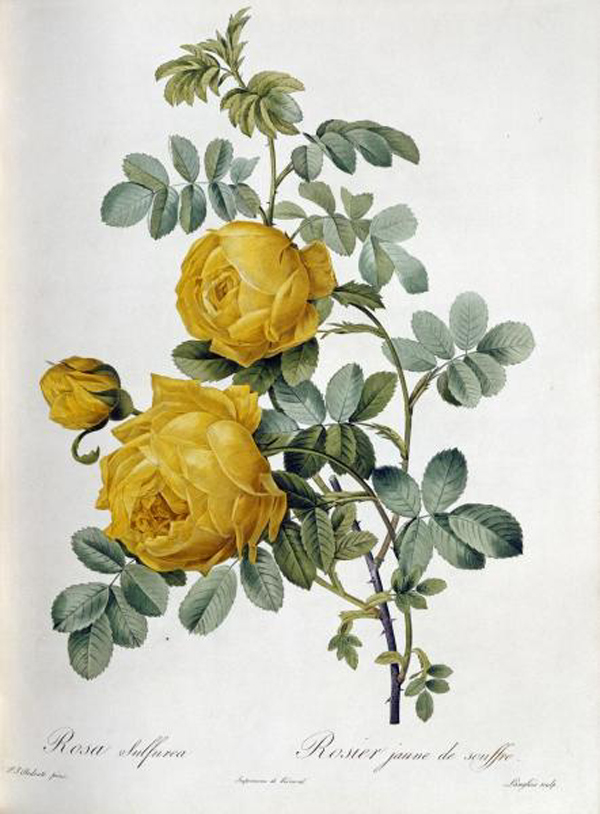 Rosa Sulfurea