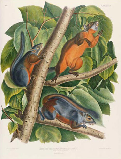 Red-Bellied Squirrel