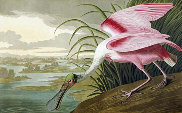 Roseate Spoonbill