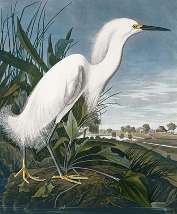 Snowy Heron