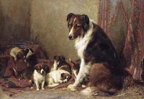 A Collie With Her Puppies