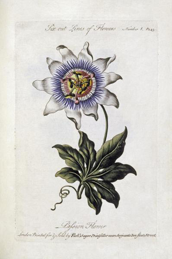 Passion Flower