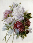 A Bouquet of Red, Pink and White Peonies