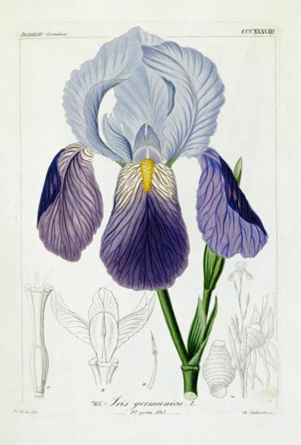 Bearded Iris
