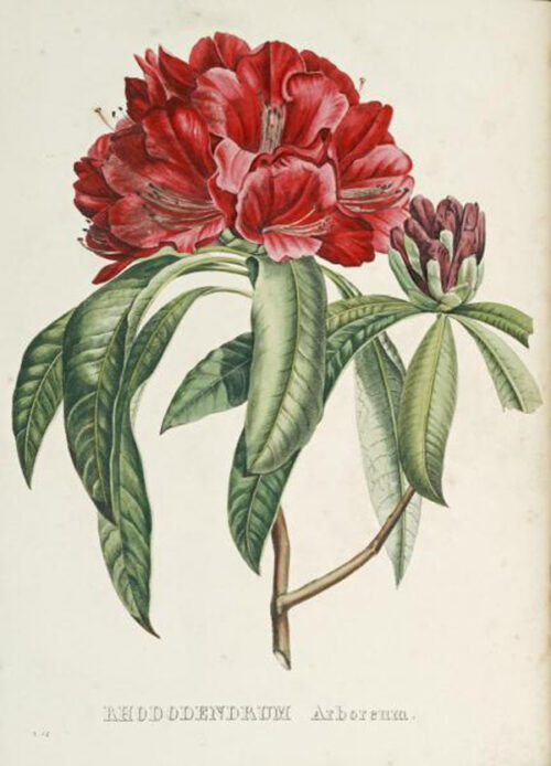 Rhododendrum Arboreum