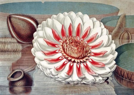 The Great Water Lily of America (Complete Bloom)