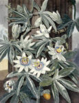 Passion Flowers