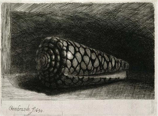 The Shell (Conus Marmoreus) 1650