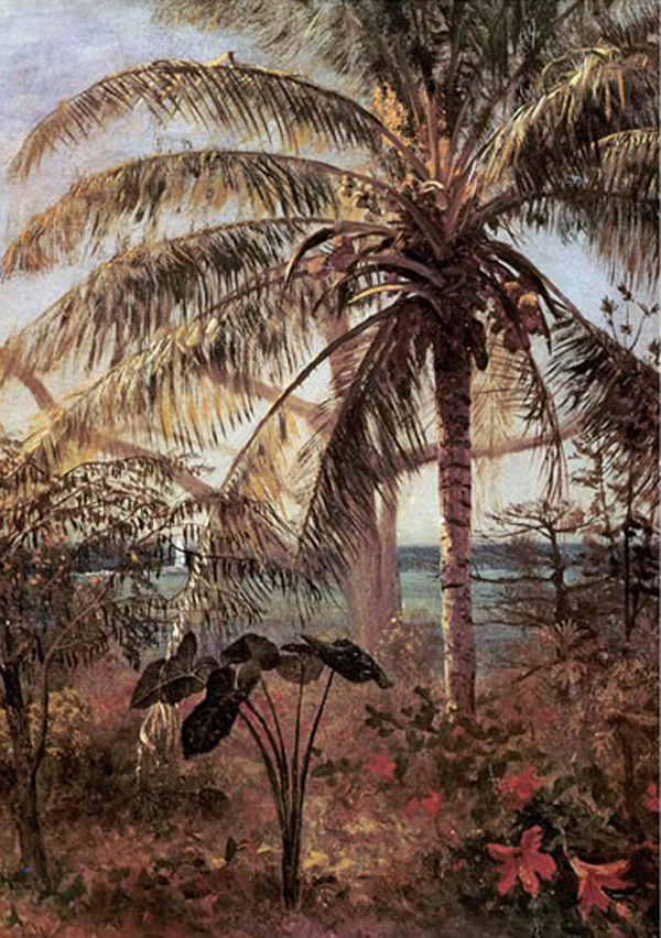 Palm Tree, Nassau