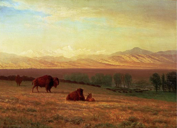Buffalo on The Plains