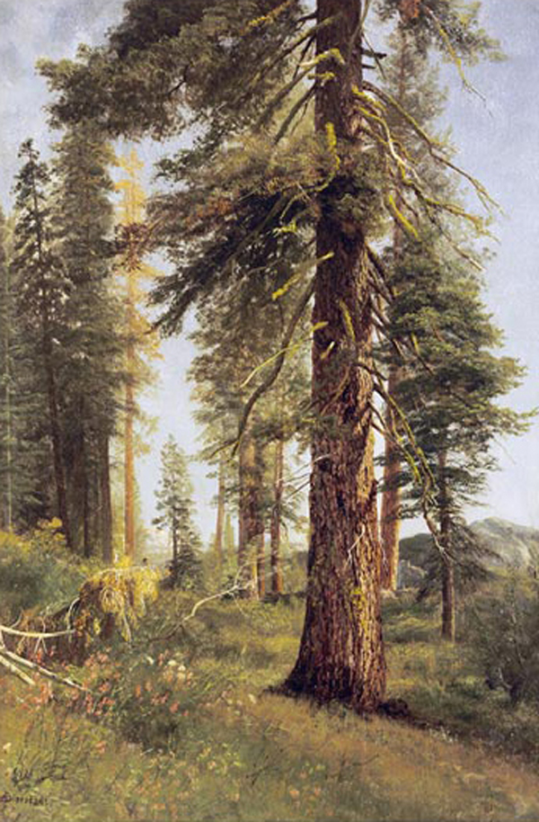 California Redwoods