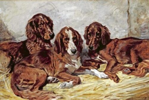 Shot and His Friends - Three Irish Red and White Setters