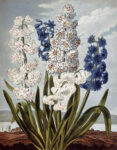 Hyacynths