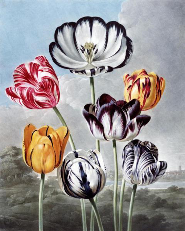 Tulips
