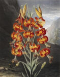 The Superb Lily