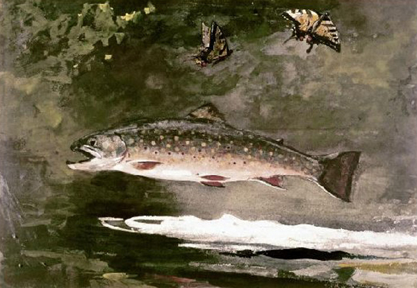 Trout