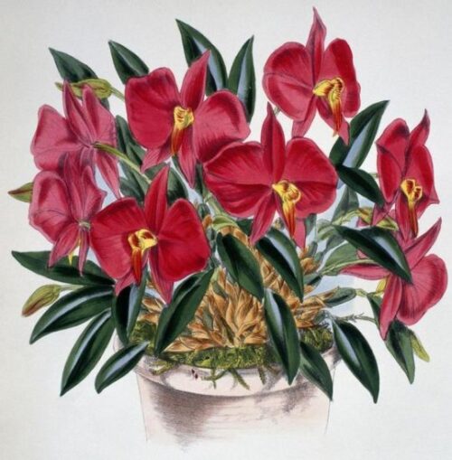 Sophronitis Grandiflora